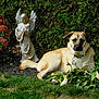 dog, garden, statue, angel, plants, flowers, greenery, grass, outdoor, pet, animal, lawn, sculpture, leaves, fence, nature, sunlight, canine, resting, collar
