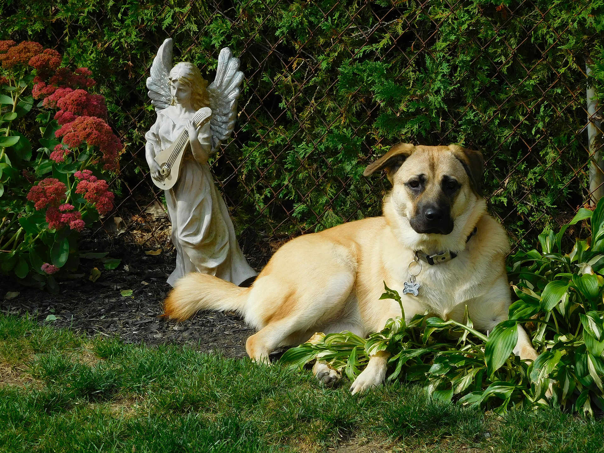 Mandy joined the competition — help win amazing prizes! dog, garden, statue, angel, plants, flowers, greenery, grass, outdoor, pet, animal, lawn, sculpture, leaves, fence, nature, sunlight, canine, resting, collar