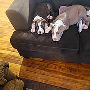 Biscuit And Gravy is registered to the contest to win money with this photo: puppy, dog, couch, indoor, floor, wooden_floor, brown, black, white, relaxed, sleepy, pet, animal, furniture, home, cozy, two_puppies, lying_down, domestic, companion