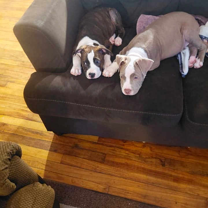 Biscuit And Gravy is registered to the contest to win money with this photo: puppy, dog, couch, indoor, floor, wooden_floor, brown, black, white, relaxed, sleepy, pet, animal, furniture, home, cozy, two_puppies, lying_down, domestic, companion