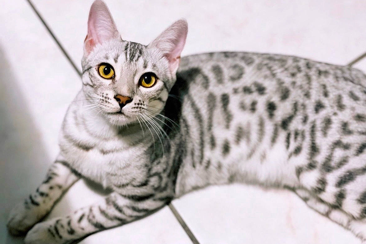 Stella participe au concours pour gagner de l'argent avec cette photo : carnivore, cat, domestic_short_haired_cat, felidae, fur, small_to_medium_sized_cats, snout, tail, terrestrial_animal, whiskers, wildlife, window