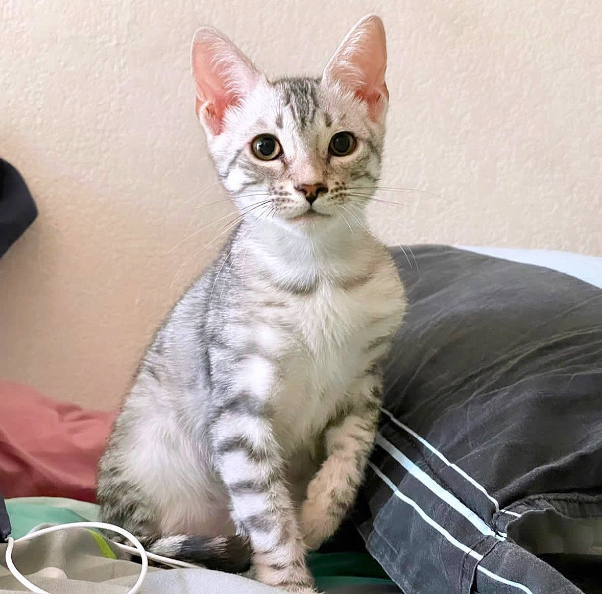 Stella participe au concours pour gagner de l'argent avec cette photo : carnivore, cat, comfort, domestic_short_haired_cat, felidae, fur, paw, sitting, small_to_medium_sized_cats, tail, terrestrial_animal, whiskers