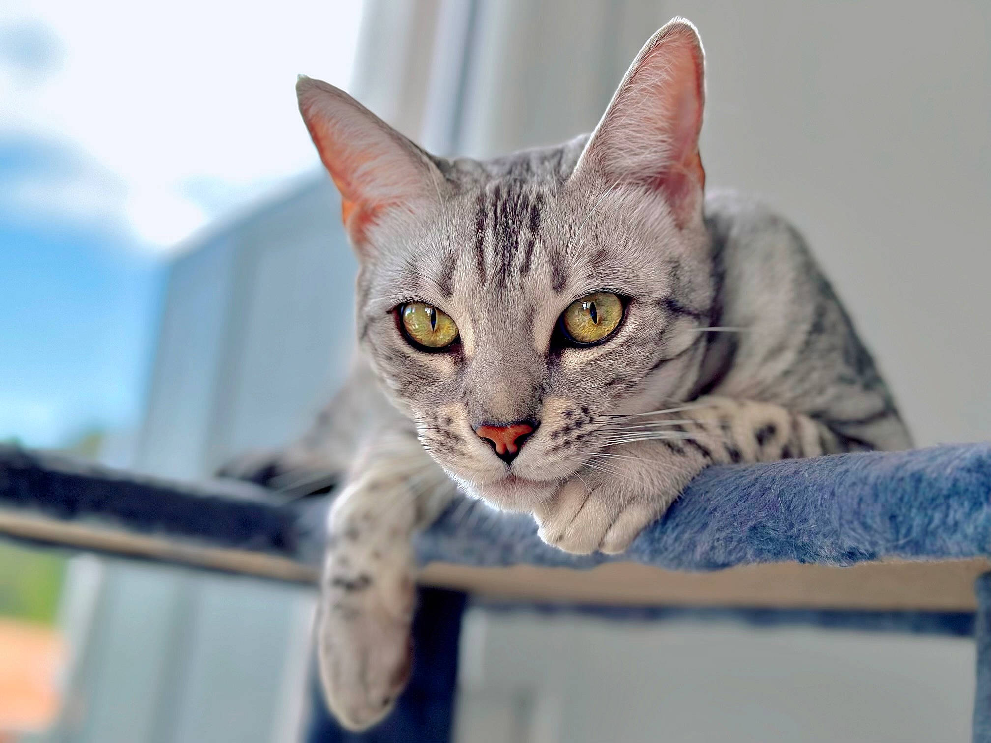 Stella participe au concours pour gagner de l'argent avec cette photo : carnivore, cat, cat_supply, cloud, domestic_short_haired_cat, felidae, fur, pet_supply, sitting, sky, small_to_medium_sized_cats, snout, whiskers