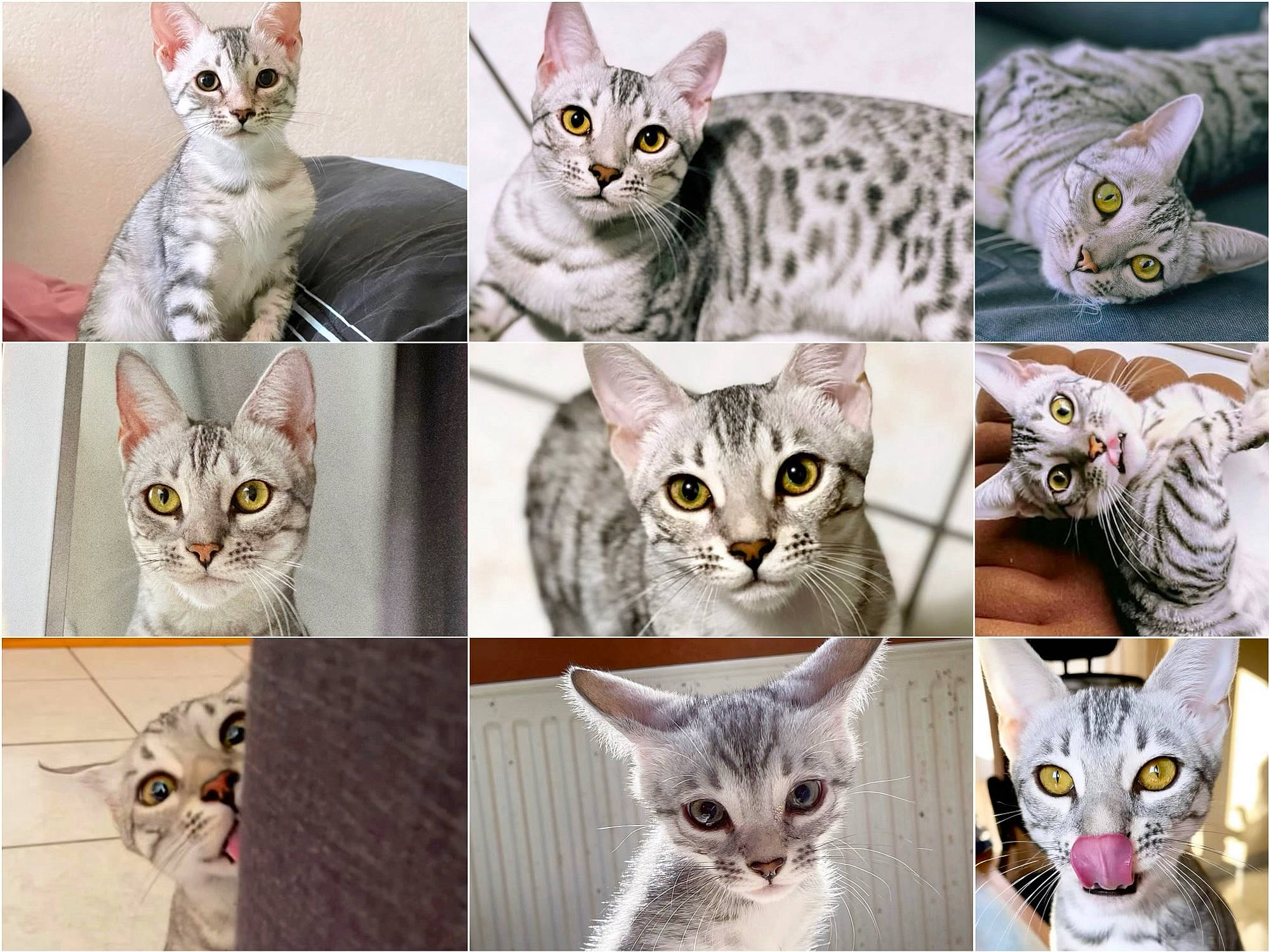 Stella participe au concours pour gagner de l'argent avec cette photo : carnivore, cat, creative_arts, domestic_short_haired_cat, felidae, fixture, font, fur, internet_meme, mammal, pattern, photo_caption, photograph, photography, small_to_medium_sized_cats, snapshot, vertebrate, whiskers, white, window