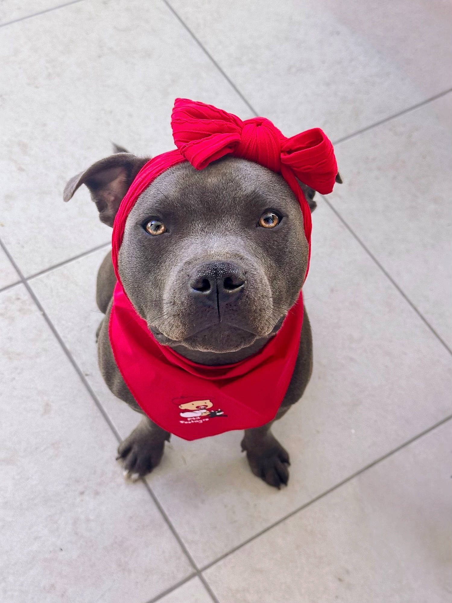 Tesla a rejoint le concours — aidez-le/la à gagner de superbes lots ! canidae, carnivore, collar, companion_dog, dog, dog_breed, dog_clothes, dog_collar, dog_supply, electric_blue, fashion_accessory, fawn, fur, grey, leash, personal_protective_equipment, pet_supply, snout, sporting_group, working_animal