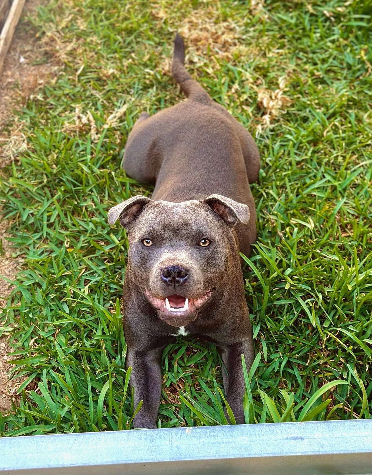 Tesla participe au concours pour gagner de l'argent avec cette photo : canidae, carnivore, companion_dog, dog, dog_breed, fang, fawn, fur, grass, groundcover, gun_dog, liver, plant, snout, sporting_group, terrestrial_animal, whiskers, wildlife, working_animal