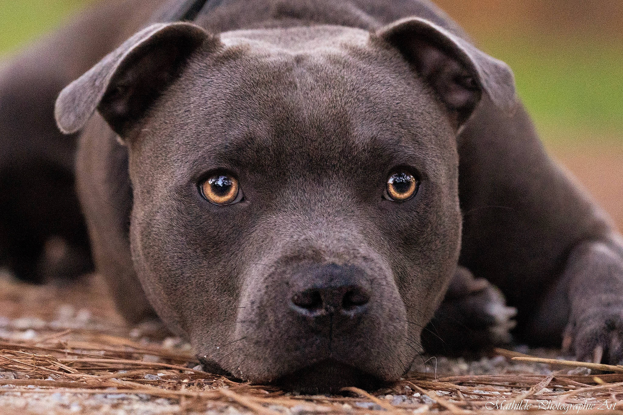 Tesla a rejoint le concours — aidez-le/la à gagner de superbes lots ! canidae, carnivore, dog_breed, fawn, non_sporting_group, snout, terrestrial_animal, whiskers, wildlife, working_animal