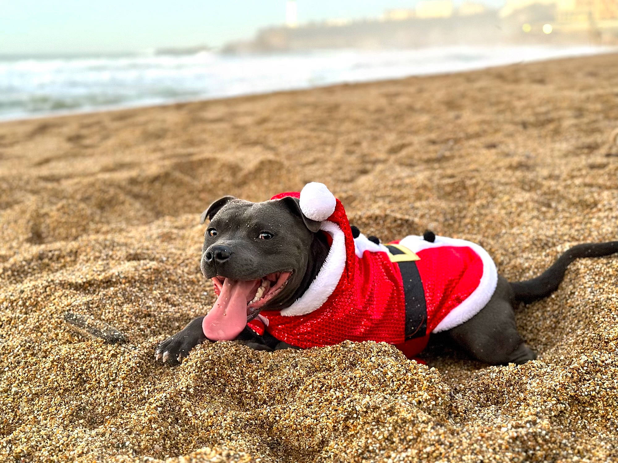 Tesla a rejoint le concours — aidez-le/la à gagner de superbes lots ! beach, canidae, carnivore, collar, companion_dog, dog, dog_breed, dog_collar, dog_supply, fashion_accessory, fawn, grass, pet_supply, sky, snout, soil, sporting_group, toy, water, working_animal