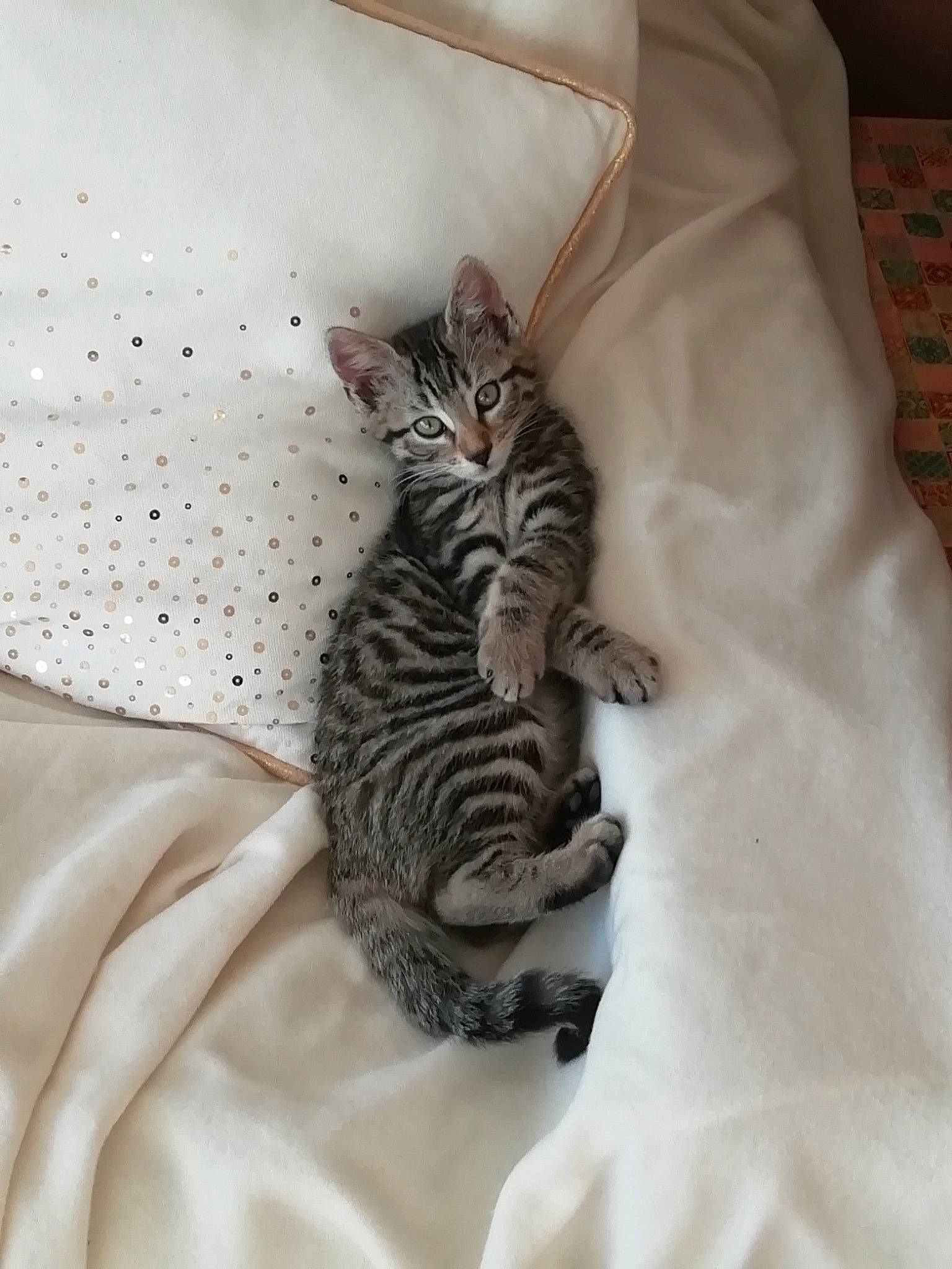 Mulan a rejoint le concours — aidez-le/la à gagner de superbes lots ! american_shorthair, asian, bengal, carnivore, cat, domestic_short_haired_cat, dragon_li, egyptian_mau, european_shorthair, felidae, fur, kitten, mammal, ocicat, small_to_medium_sized_cats, tabby_cat, toyger, whiskers