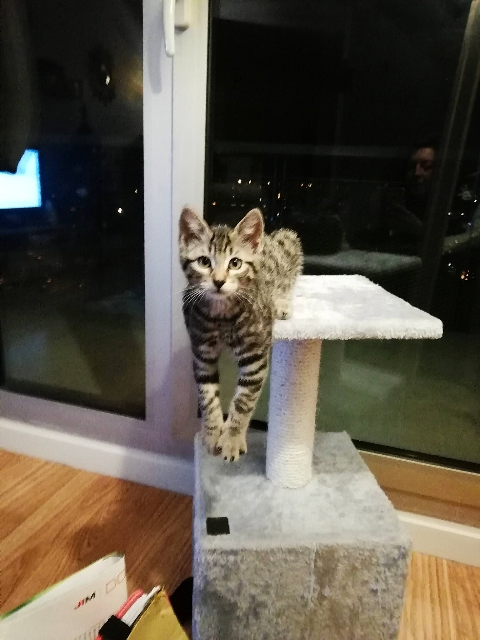 Mulan a rejoint le concours — aidez-le/la à gagner de superbes lots ! american_shorthair, asian, bengal, carnivore, cat, domestic_short_haired_cat, egyptian_mau, european_shorthair, felidae, fur, interior_design, iron, kitten, metal, small_to_medium_sized_cats, square, tabby_cat, table, whiskers