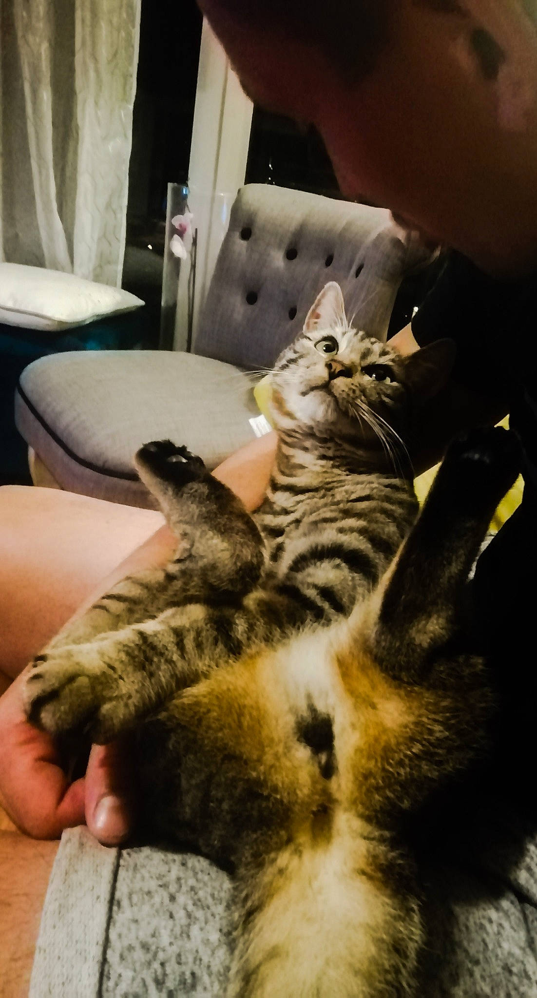 Mulan participe au concours pour gagner de l'argent avec cette photo : american_shorthair, asian, carnivore, cat, claw, domestic_short_haired_cat, dragon_li, egyptian_mau, european_shorthair, felidae, fur, kitten, paw, pixie_bob, polydactyl_cat, small_to_medium_sized_cats, tabby_cat, whiskers