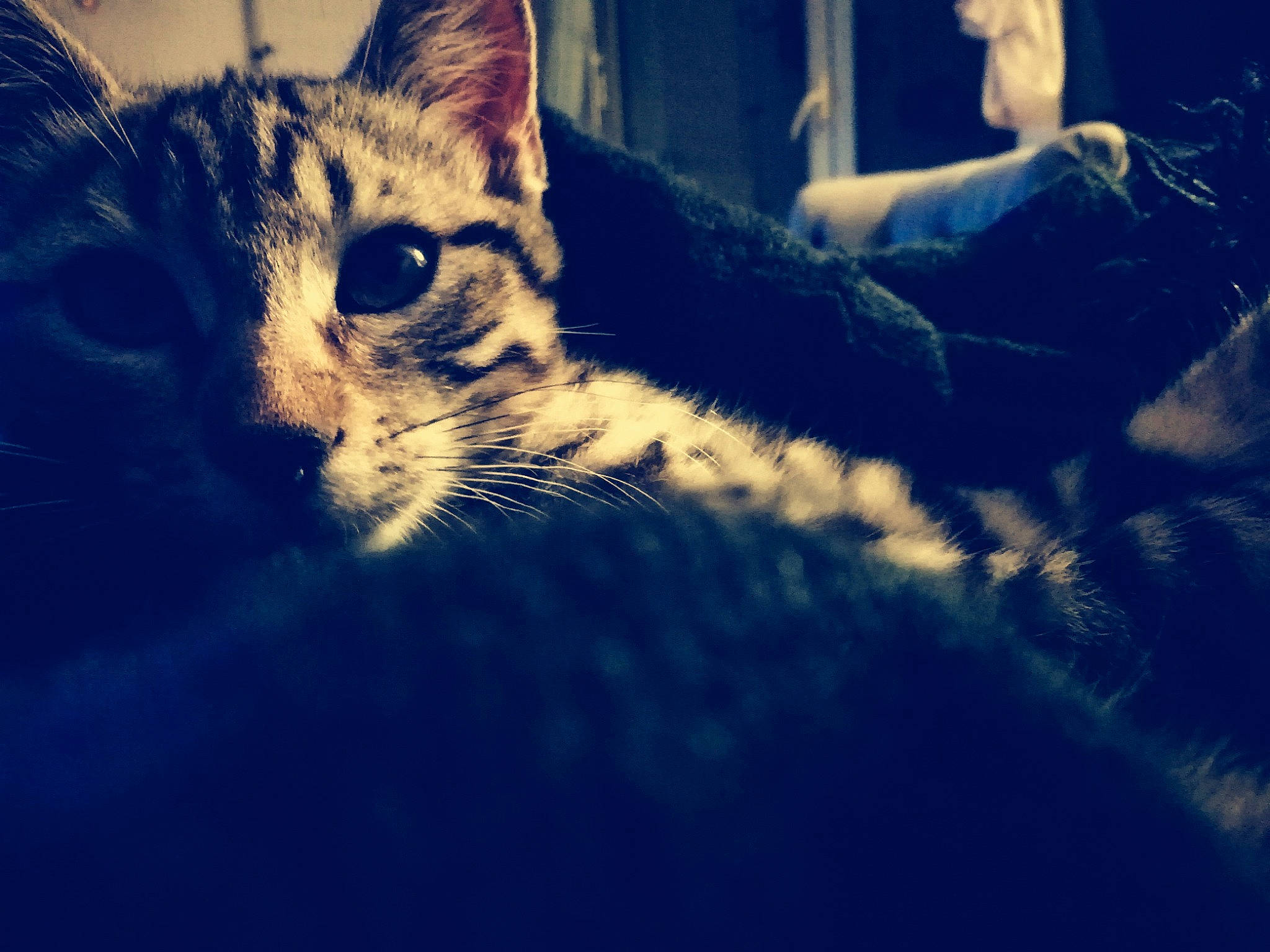 Mulan participe au concours pour gagner de l'argent avec cette photo : aegean_cat, american_wirehair, blue, carnivore, cat, cloud, domestic_short_haired_cat, egyptian_mau, european_shorthair, eye, felidae, kitten, meteorological_phenomenon, nose, sky, small_to_medium_sized_cats, snapshot, snout, tabby_cat, whiskers