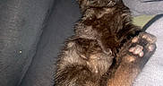 Jet a rejoint le concours — aidez-le/la à gagner de superbes lots ! black_kitten, sleeping, paw, fur, blanket, soft, cozy, resting, pet, animal, cute, domestic_cat, relaxation, feline, close_up, indoor, comfort, tiny_paws, curled_up, peaceful