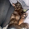 black_kitten, sleeping, paw, fur, blanket, soft, cozy, resting, pet, animal, cute, domestic_cat, relaxation, feline, close_up, indoor, comfort, tiny_paws, curled_up, peaceful