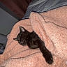 kitten, black_cat, blanket, sleeping, cozy, paw, indoor, bed, soft_texture, rest, cute, pet, animal, fur, comfort, relaxation, warm, home, nap, peaceful