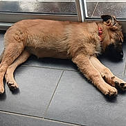 Pipa a rejoint le concours — aidez-le/la à gagner de superbes lots ! black_muzzle, canine, dog, fluffy, indoor, long_ears, lying_down, paws, pet, portrait, puppy, red_collar, relaxed, resting, sleeping, sunlight, tail, tan_fur, tile_floor, window