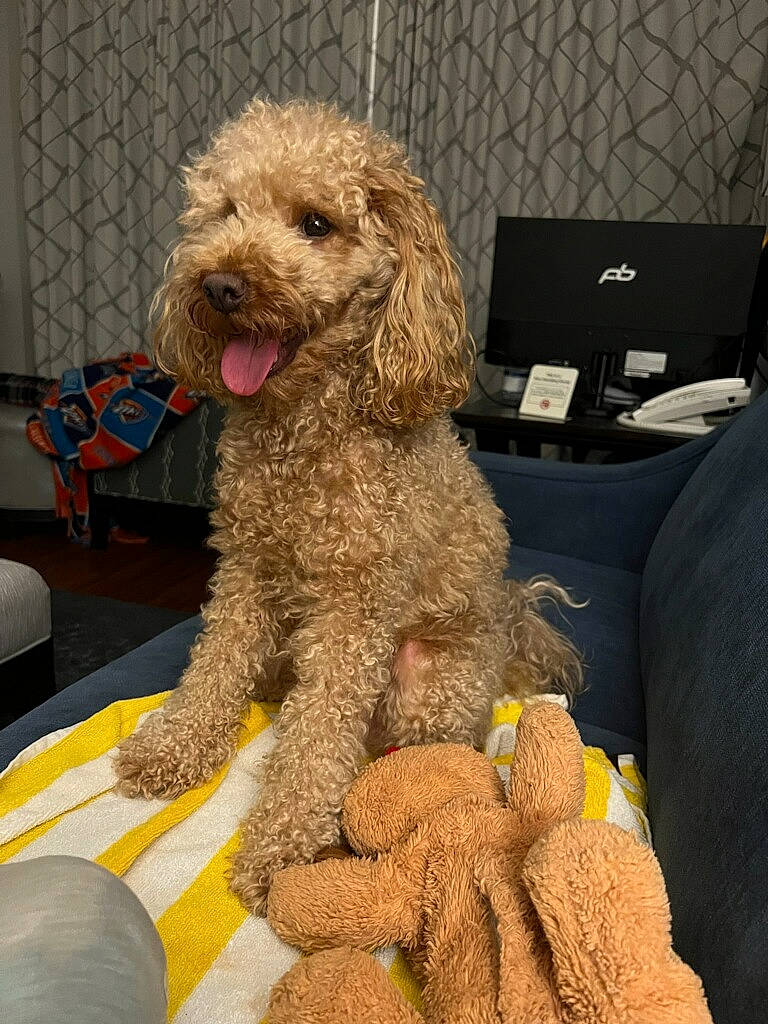 Ace joined the competition — help win amazing prizes! carnivore, chair, companion_dog, dog, dog_breed, dog_collar, dog_supply, fur, glasses, labradoodle, laptop, mammal, poodle, snout, standard_poodle, terrier, toy, toy_dog, water_dog, working_animal