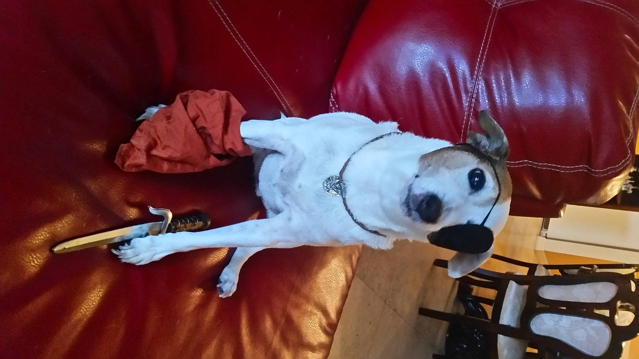 Rocky is registered to the contest to win money with this photo: canidae, carmine, carnivore, collar, comfort, companion_dog, dog, dog_breed, dog_collar, dog_supply, fawn, flooring, fur, non_sporting_group, pet_supply, snout, sporting_group, tail, wood, working_animal