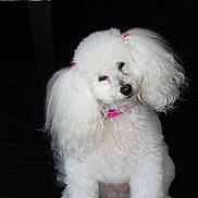 Ermine participe au concours pour gagner de l'argent avec cette photo : dog, poodle, white_dog, pet, curly_fur, pink_collar, pink_hair_ties, indoor, portrait, cute, small_dog, fluffy, animal, sitting, domestic_animal, companion, fur, looking, adorable, black_background