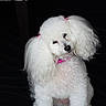 dog, poodle, white_dog, pet, curly_fur, pink_collar, pink_hair_ties, indoor, portrait, cute, small_dog, fluffy, animal, sitting, domestic_animal, companion, fur, looking, adorable, black_background