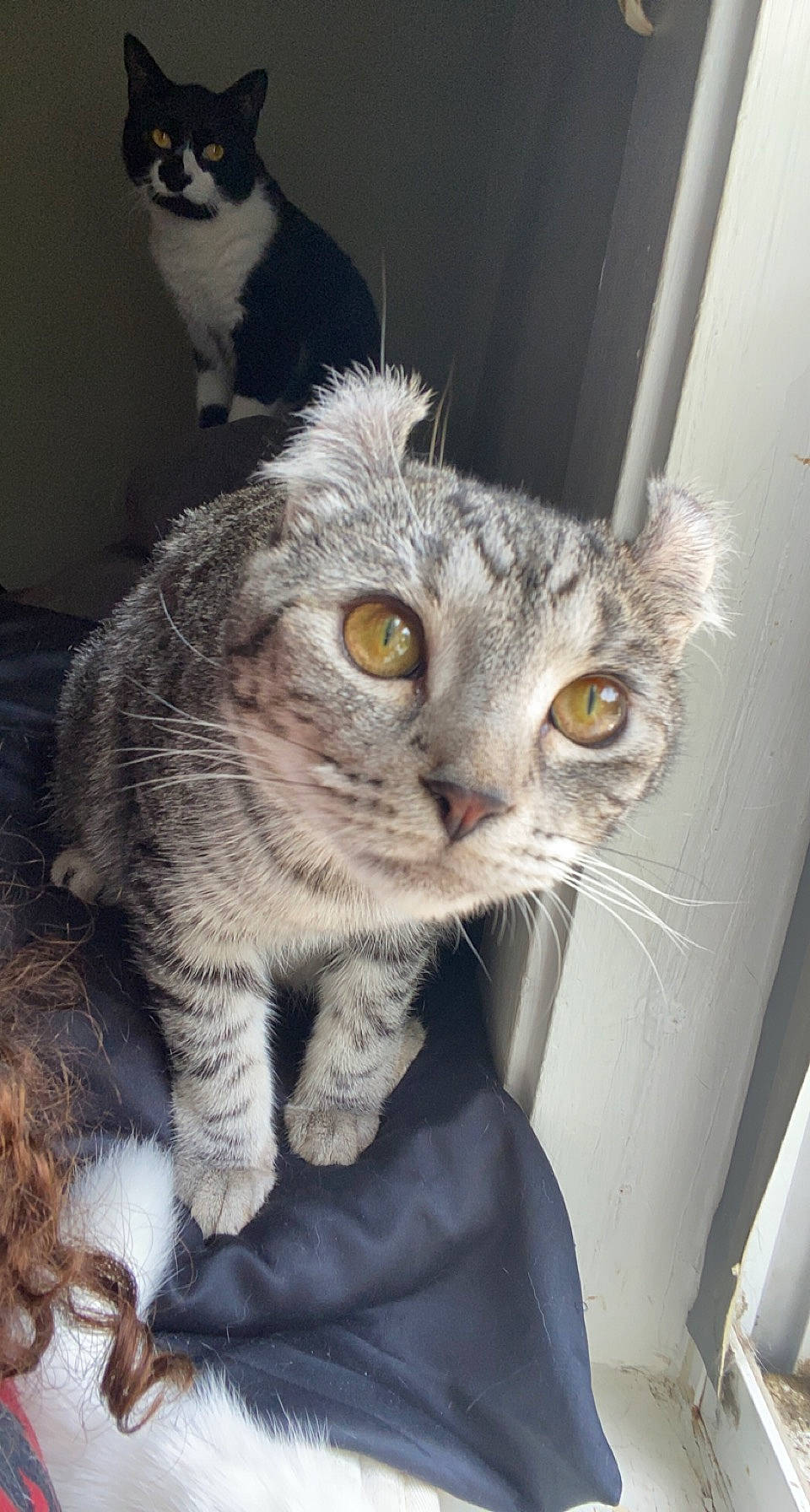 Rikki is registered to the contest to win money with this photo: carnivore, cat, claw, domestic_short_haired_cat, door, ear, felidae, fur, grey, head, paw, photo_caption, small_to_medium_sized_cats, snout, tail, terrestrial_animal, whiskers, window