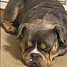 Duke Da God is registered to the contest to win money with this photo: dog, bulldog, sleeping, carpet, indoor, pet, canine, resting, brown, wrinkles, ears, face, cute, domestic, animal, closeup, relaxed, napping, floor, companion