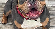 Duke Da God is registered to the contest to win money with this photo: dog, pet, smiling, happy, muscular, collar, brown, black, white, wooden_deck, outdoor, animal, cute, friendly, canine, tongue_out, sitting, closeup, portrait, paw