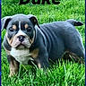 Duke Da God joined the competition — help win amazing prizes! puppy, dog, grass, outdoor, pet, animal, cute, young, nature, green, canine, fur, portrait, looking, standing, small, adorable, background, text_overlay, border