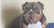 Duke Da God joined the competition — help win amazing prizes! animal, black, brown, bulldog, cloth, collar, companion, dog, ears, expression, face, furniture, indoor, mouth, nose, pet, portrait, seated, wall, white