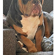 Duke Da God joined the competition — help win amazing prizes! dog, bulldog, pet, couch, indoor, animal, canine, sitting, brown, white, black, face, ears, fur, home, blanket, comfort, relaxed, portrait, text_overlay