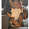 dog, bulldog, pet, couch, indoor, animal, canine, sitting, brown, white, black, face, ears, fur, home, blanket, comfort, relaxed, portrait, text_overlay