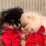 Baloo Et Litchie a rejoint le concours — aidez-le/la à gagner de superbes lots ! adorable, animal, closeup, companion, cozy, cute, dog, domestic_animal, fluffy, friendship, fur, indoor, mammal, pet, pomeranian, puppy, red_bow, small_dog, snuggling, soft