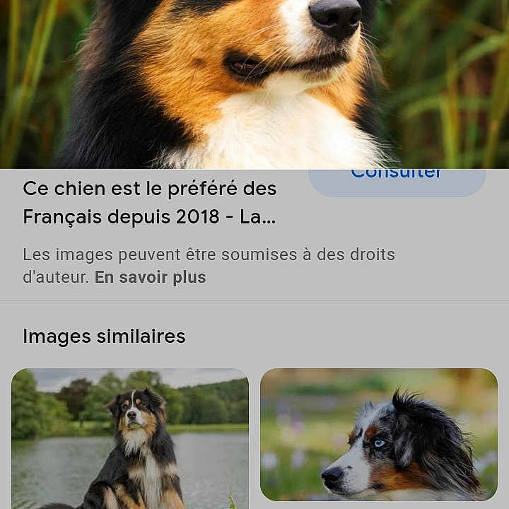 Poutou