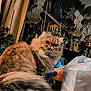 cat, fluffy, long_hair, tail, table, indoor, decor, ornaments, curtains, plant, vase, bag, orange, brown, black, white, face, pet, animal, feline