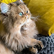 Winnie participe au concours pour gagner de l'argent avec cette photo : blanket, blue_eyes, cat, close_up, cozy, cushion, domestic_animal, feline, fluffy, fur, indoor, patterned_blanket, paws, pet, relaxed, resting, side_view, soft_texture, whiskers, yellow_cushion