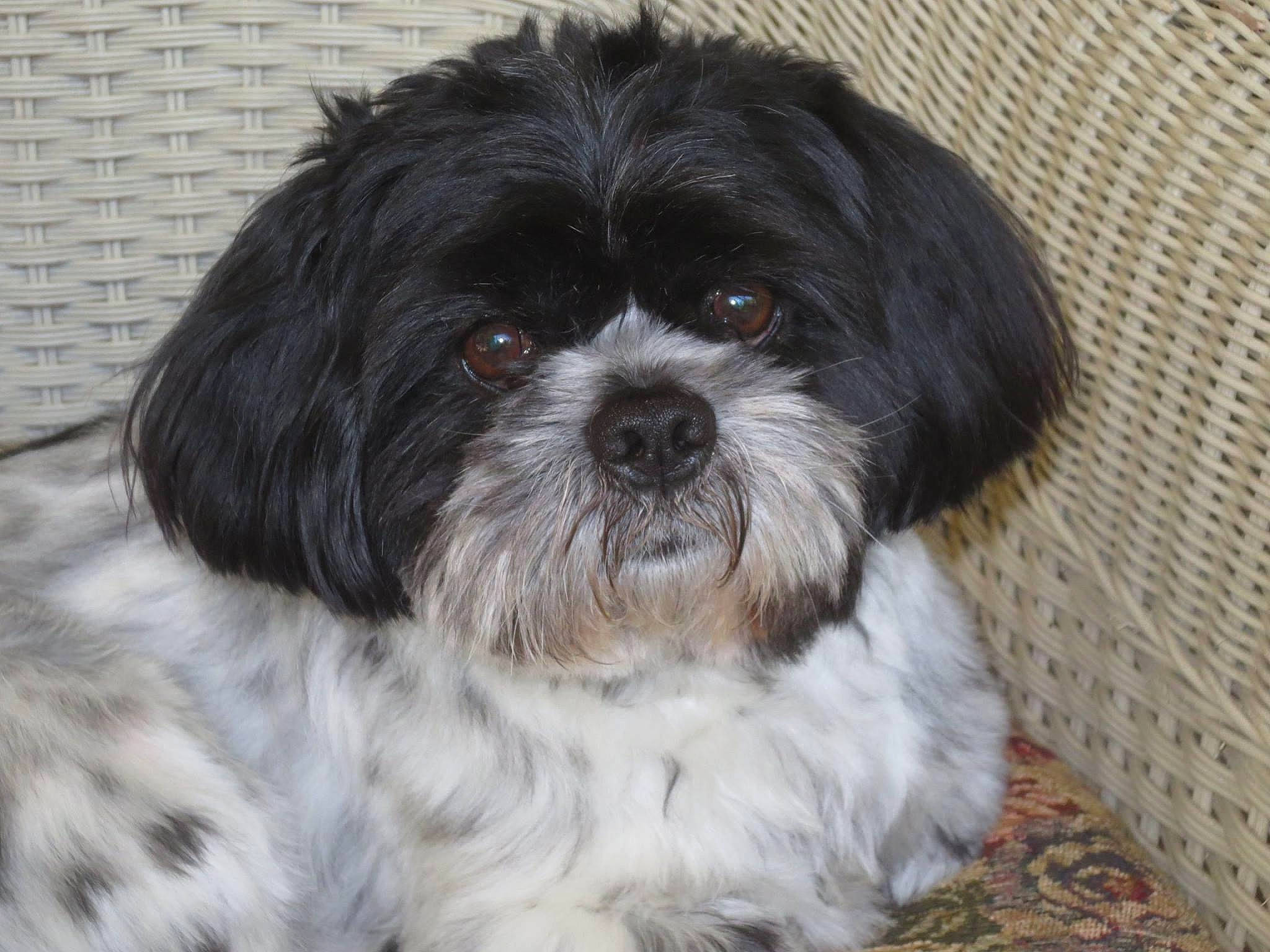 Max is registered to the contest to win money with this photo: canidae, carnivore, companion_dog, dog, dog_breed, fur, liver, mal_shi, maltepoo, non_sporting_group, pekapoo, shih_poo, shih_tzu, small_terrier, snout, sporting_group, terrestrial_animal, toy_dog, water_dog, working_animal