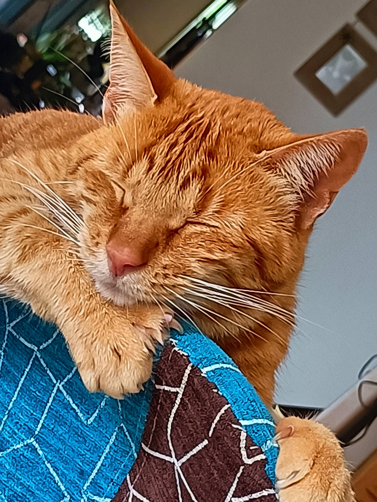 Pillule a rejoint le concours — aidez-le/la à gagner de superbes lots ! carnivore, cat, cat_supply, claw, collar, comfort, domestic_short_haired_cat, fawn, felidae, fur, nap, pet_supply, sitting, small_to_medium_sized_cats, snout, tail, terrestrial_animal, whiskers