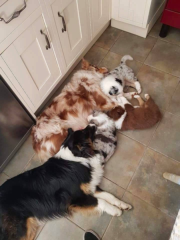 Phenix a rejoint le concours — aidez-le/la à gagner de superbes lots ! brown, cabinetry, carnivore, chest_of_drawers, companion_dog, cupboard, dog, dog_breed, drawer, felidae, floor, flooring, fur, hardwood, kitchen, room, small_to_medium_sized_cats, tail, wood, working_animal