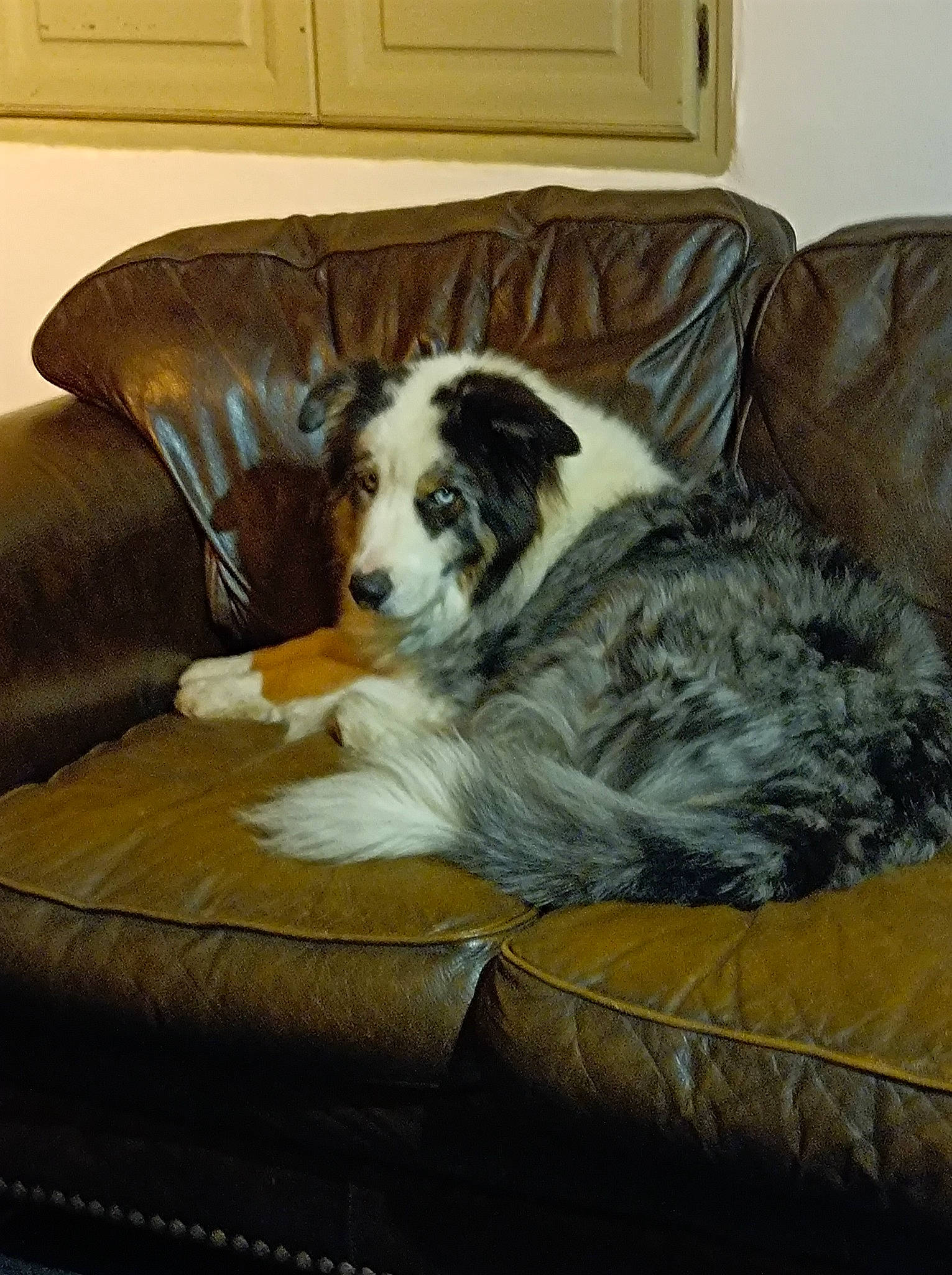 Phenix a rejoint le concours — aidez-le/la à gagner de superbes lots ! bored, canidae, carnivore, chair, comfort, companion_dog, couch, dog, dog_breed, flooring, fur, furniture, hardwood, home, living_room, room, sporting_group, studio_couch, terrestrial_animal, working_animal