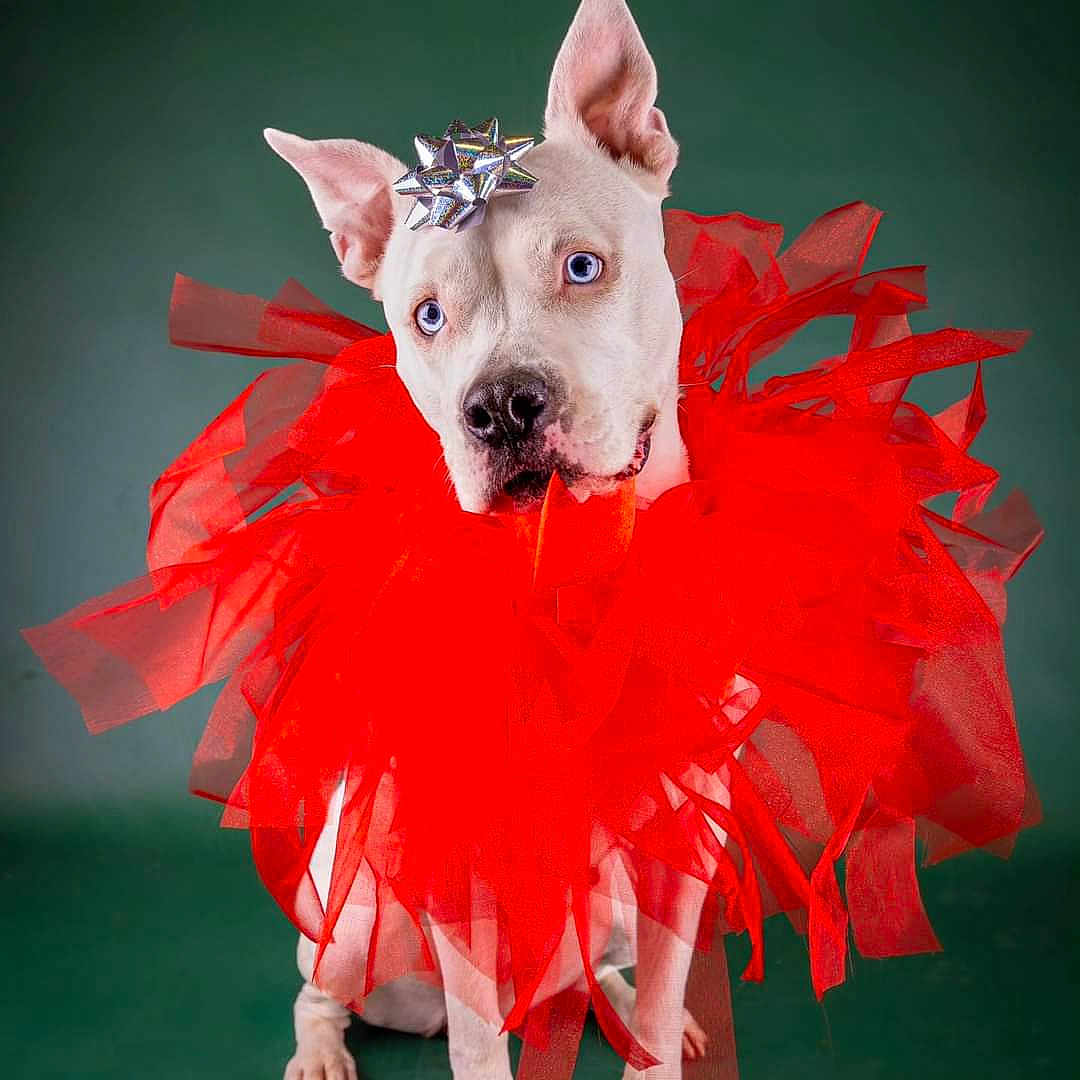 Aya participe au concours pour gagner de l'argent avec cette photo : accessories, animal, bostonbull, boxer, bulldog, canine, diamond, dog, face, frenchbulldog, gemstone, head, husky, jewelry, person, pet, photography, pitbull, puppy, whitedog