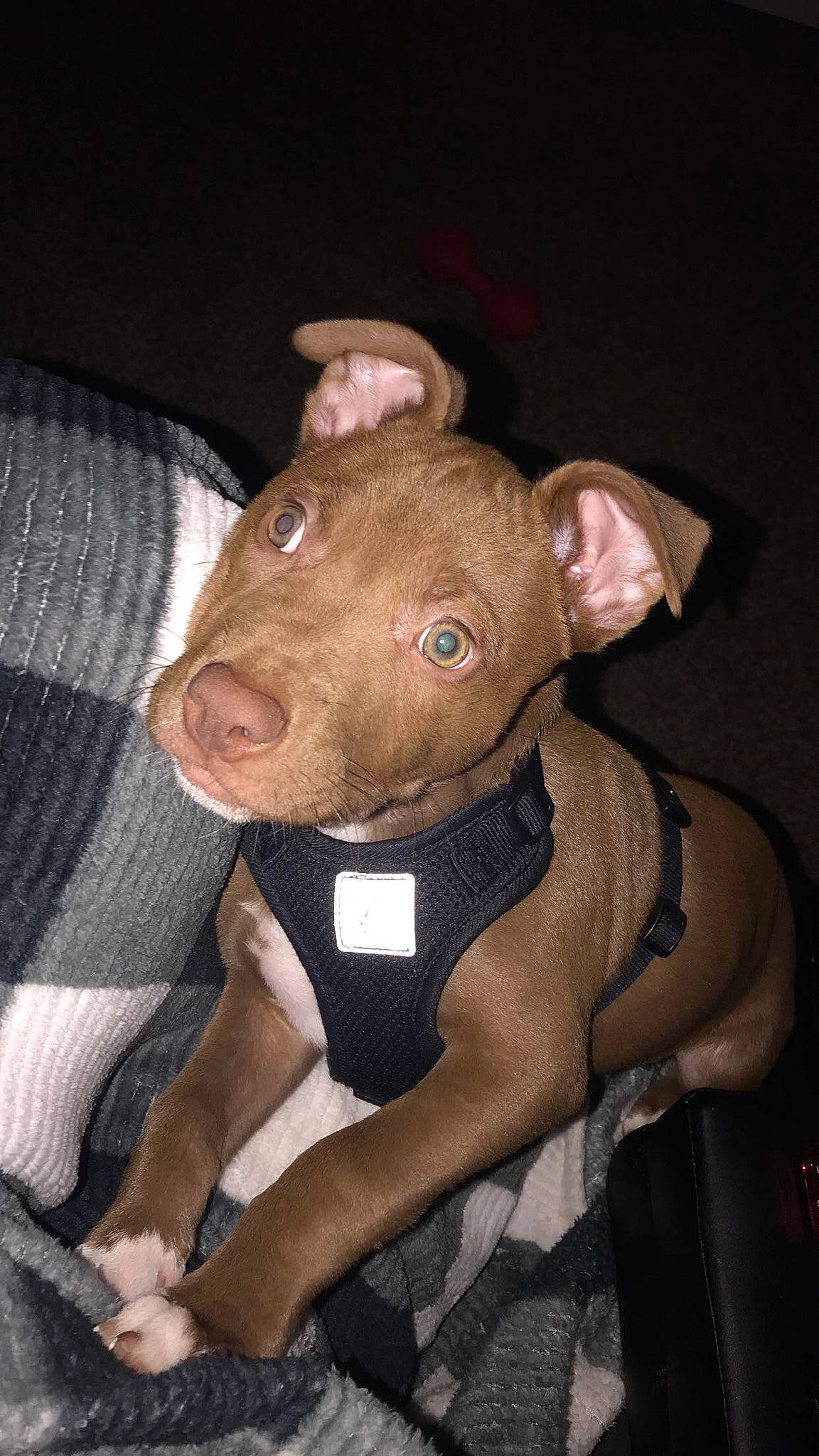 Nike joined the competition — help win amazing prizes! canidae, carnivore, collar, companion_dog, dog_breed, domestic_pig, ear, fawn, fur, liver, livestock, pattern, sleeve, snout, sporting_group, suidae, terrestrial_animal, toy, whiskers, working_animal