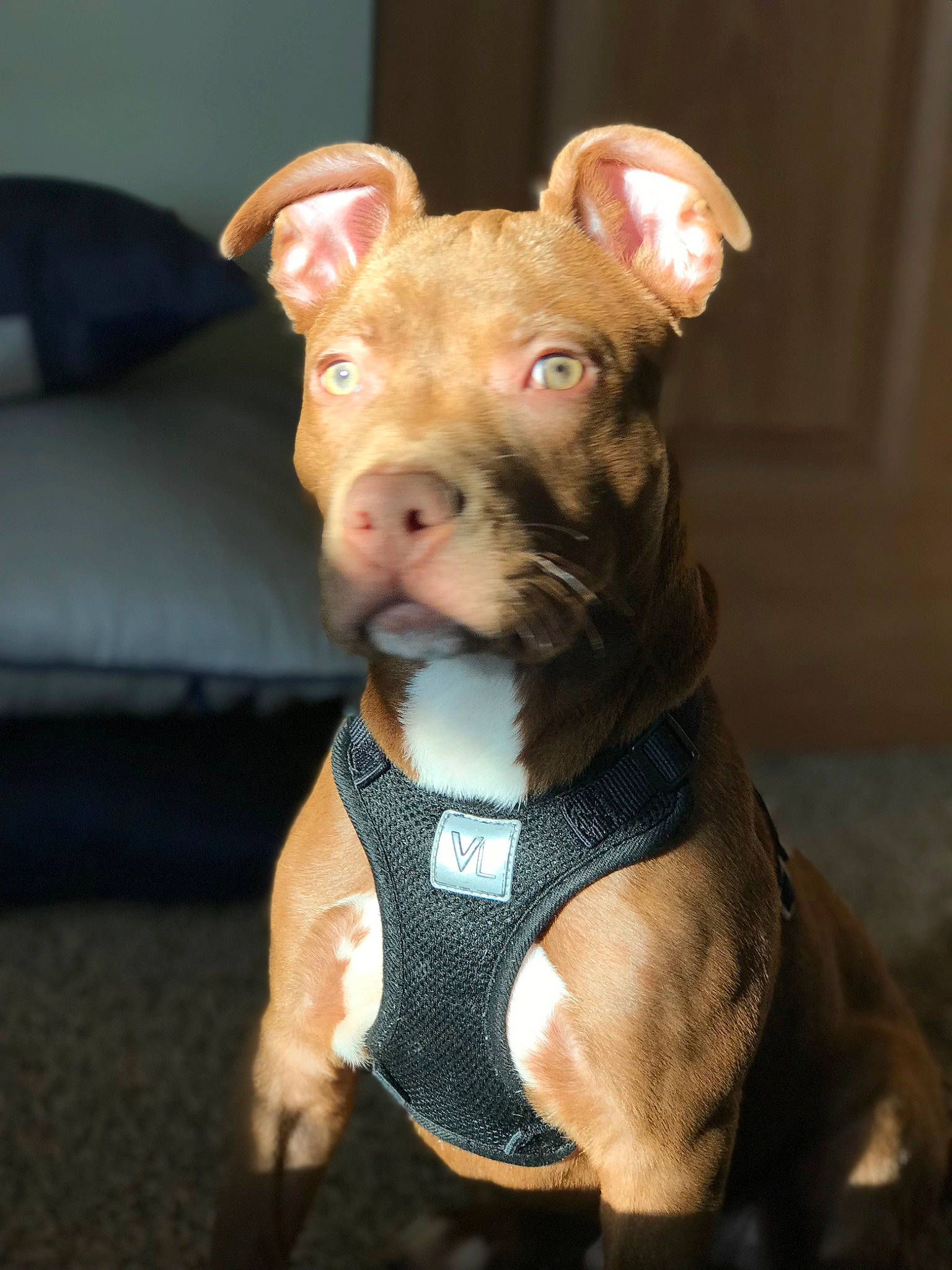 Nike joined the competition — help win amazing prizes! canidae, carnivore, collar, companion_dog, dog, dog_breed, dog_clothes, dog_collar, dog_supply, ear, fawn, fur, liver, pet_supply, snout, sporting_group, tail, terrestrial_animal, whiskers, working_animal