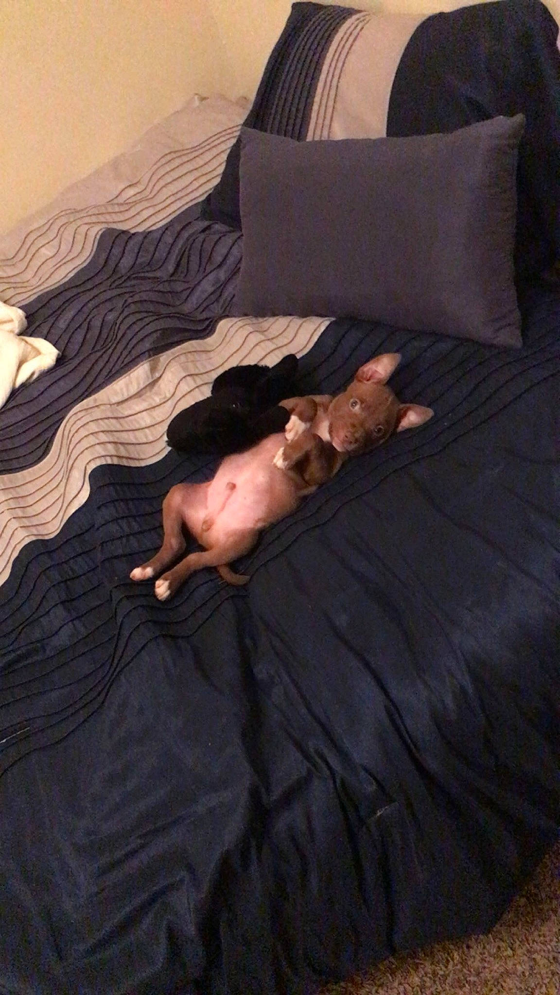 Nike joined the competition — help win amazing prizes! abdomen, barechested, bed, bed_sheet, bedding, bedroom, comfort, duvet, floor, flooring, fur, hardwood, human_leg, landscape, linens, room, shadow, tints_and_shades, trunk, wood