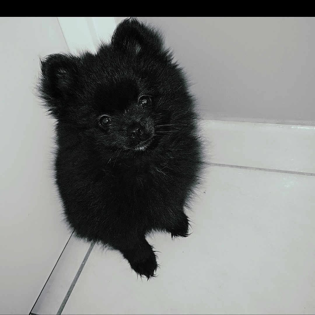 Ohanna participe au concours pour gagner de l'argent avec cette photo : affenpinscher, animal, bear, blackcat, canine, cat, chow, cockerspaniel, dog, eskimodog, kitten, papillon, pet, puppy, silhouette