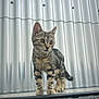 Yara participe au concours pour gagner de l'argent avec cette photo : cat, kitten, tabby, animal, pet, curious, metal_railing, corrugated_metal, outdoor, standing, feline, whiskers, ears, tail, paws, young_animal, striped, looking_away, daylight, closeup