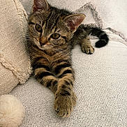 Yara a rejoint le concours — aidez-le/la à gagner de superbes lots ! kitten, cat, tabby, sofa, pillow, pom_pom, cute, pet, indoor, relaxed, feline, cozy, fur, whiskers, animal, domestic, resting, close_up, texture, home