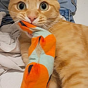 Charlie participe au concours pour gagner de l'argent avec cette photo : animal, cat, clothes, cute, domestic_cat, fabric, floor, fur, household, indoor, mischievous, orange_tabby, paw, pet, playful, resting, sock, toy, whiskers, wide_eyes