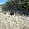 Grizzly joined the competition — help win amazing prizes! animal, beach, blue_sky, cat, curious, daytime, dunes, exploration, footprint, grass, leash, nature, outdoor, pet, sand, shadow, sky, small_cat, sunlight, wildflowers