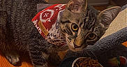 Grizzly joined the competition — help win amazing prizes! animal, bandana, bowl, cat, cozy, curious, cute, domestic, feeding_station, feline, food, house, indoor, kitten, pet, playful, tabby, water, wooden_floor, young