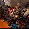 cat, kitten, tabby, bandana, food, water, bowl, feeding_station, indoor, pet, wooden_floor, curious, cute, animal, house, cozy, feline, domestic, young, playful
